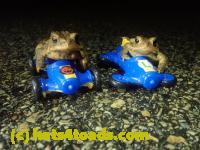 /home//u458753944/public_html/sourcegallery/////////////////////////////Roxborough Toad Detour/2023/2023-03-23/P3230642.JPG